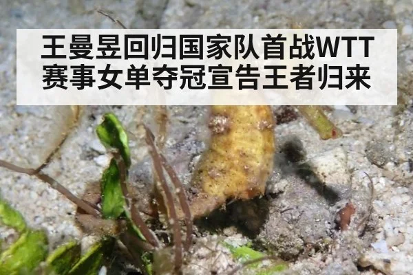 王曼昱回归国家队首战WTT赛事女单夺冠宣告王者归来